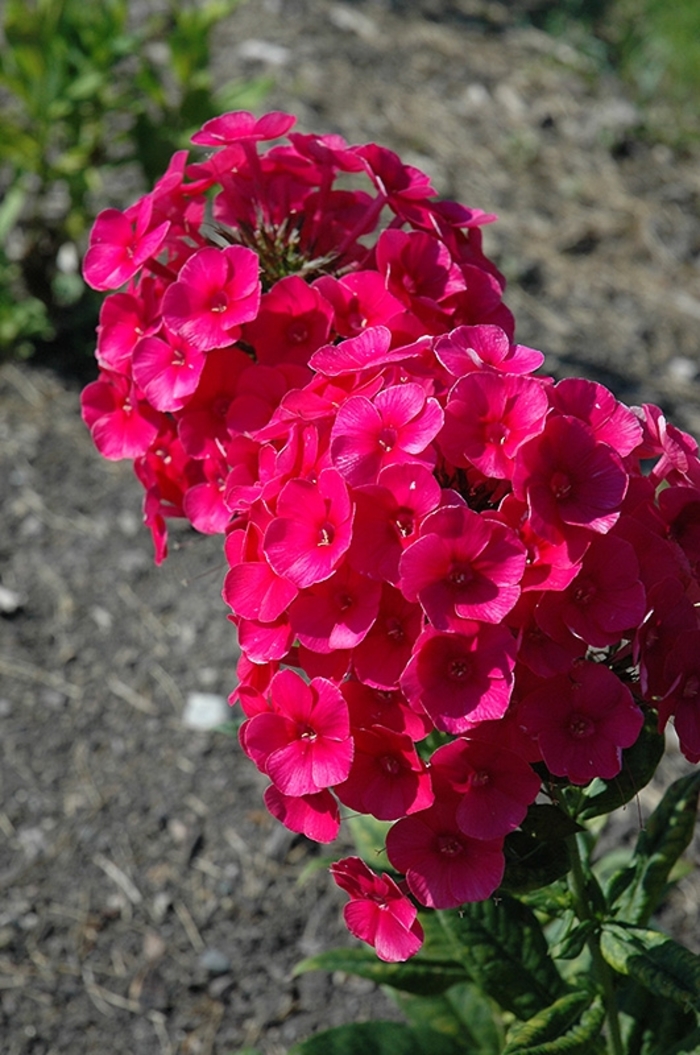 'Grenadine Dream' Garden Phlox - Phlox paniculata from EC Browns Nursery