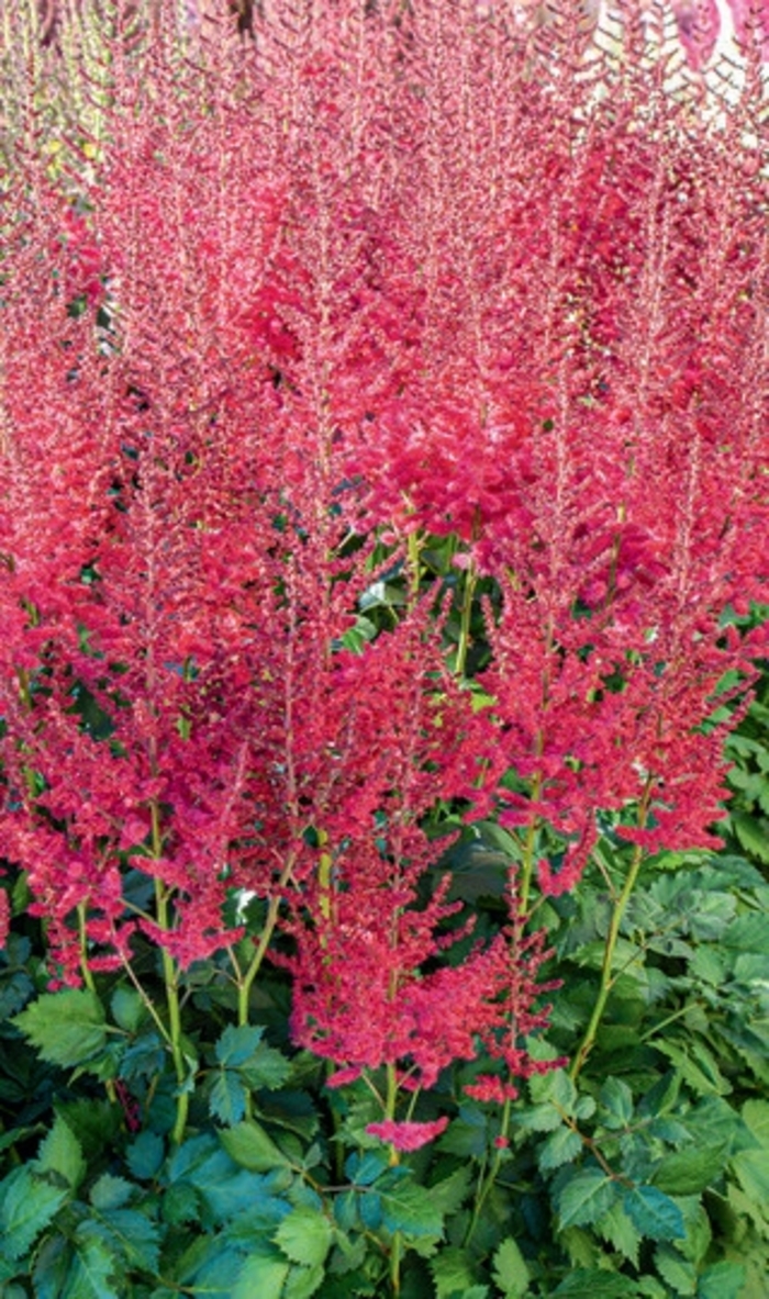 Hot Pearls&reg; - Astilbe chinensis from EC Browns Nursery