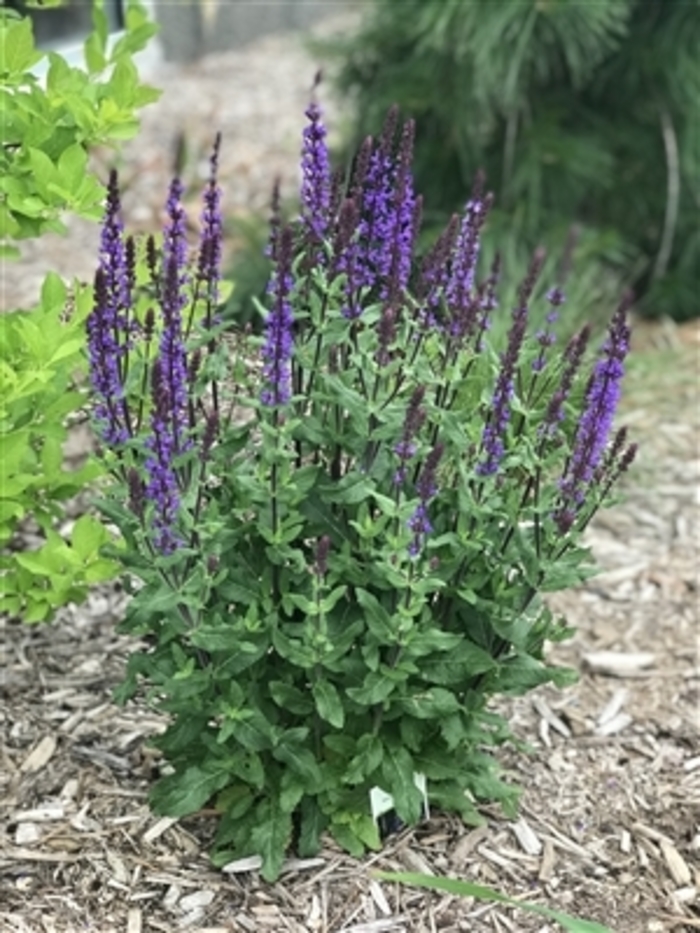 'Caramia' Meadow Sage - Salvia nemorosa from EC Browns Nursery