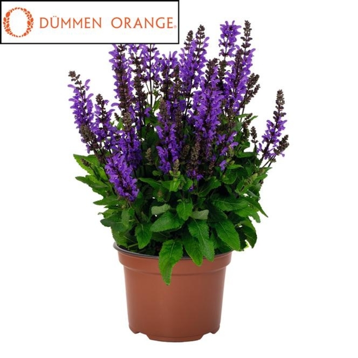 'Nobel Knight' Sage - Salvia nemerosa from EC Browns Nursery
