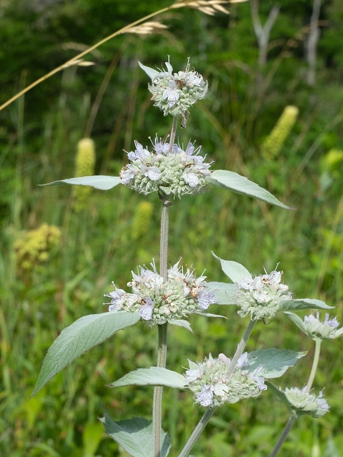 Hoary Mountain Mint - Pycnanthemum incanum from EC Browns Nursery