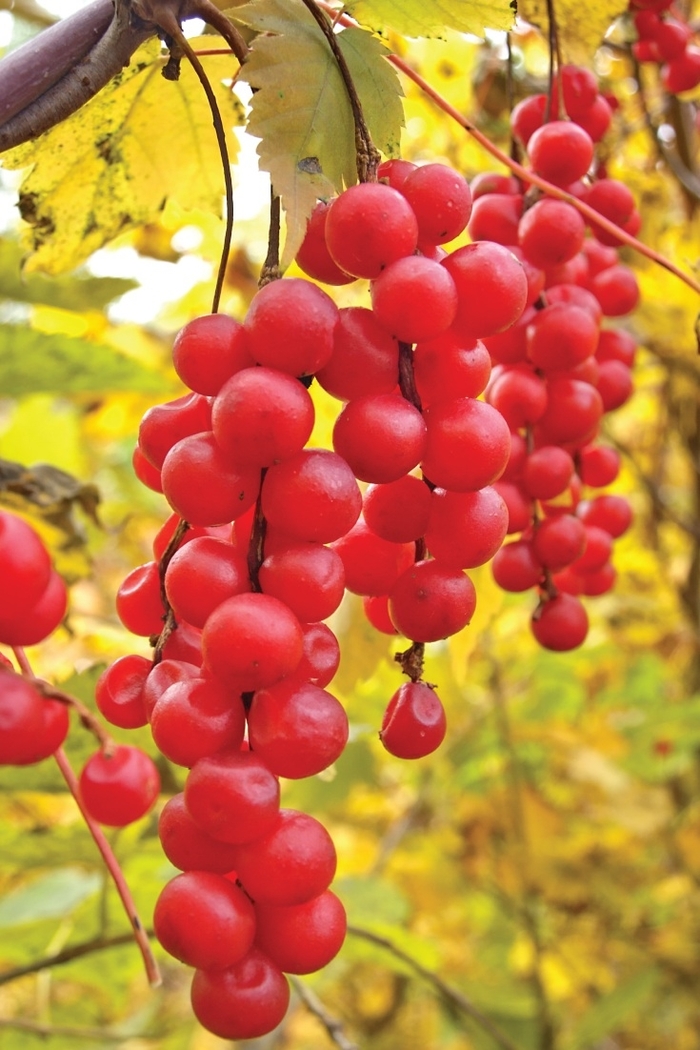 'Koralle' Lingonberry - Vaccinium vitis-idaea from EC Browns Nursery