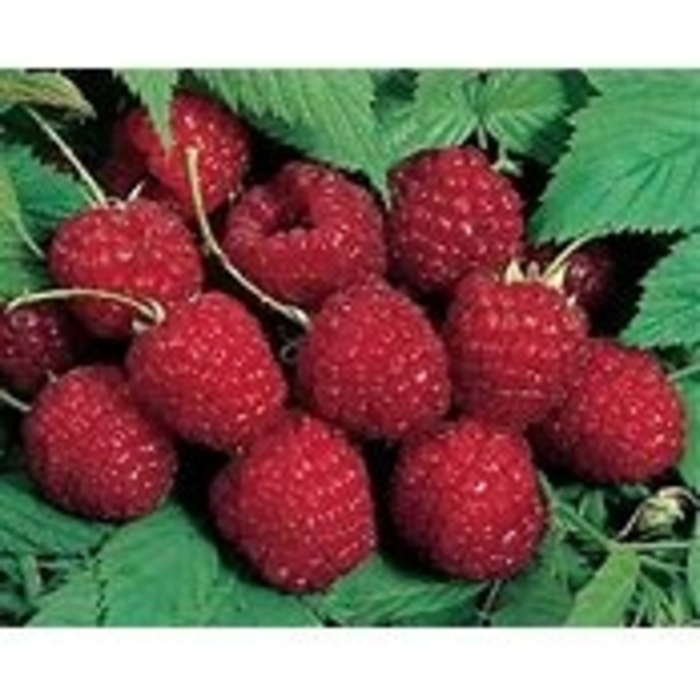 'Nova' Red Raspberry - Rubus idaeus from EC Browns Nursery