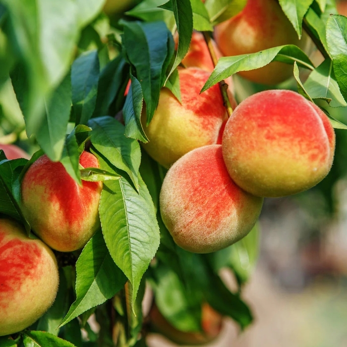 'Redhaven' Peach - Prunus persica from EC Browns Nursery