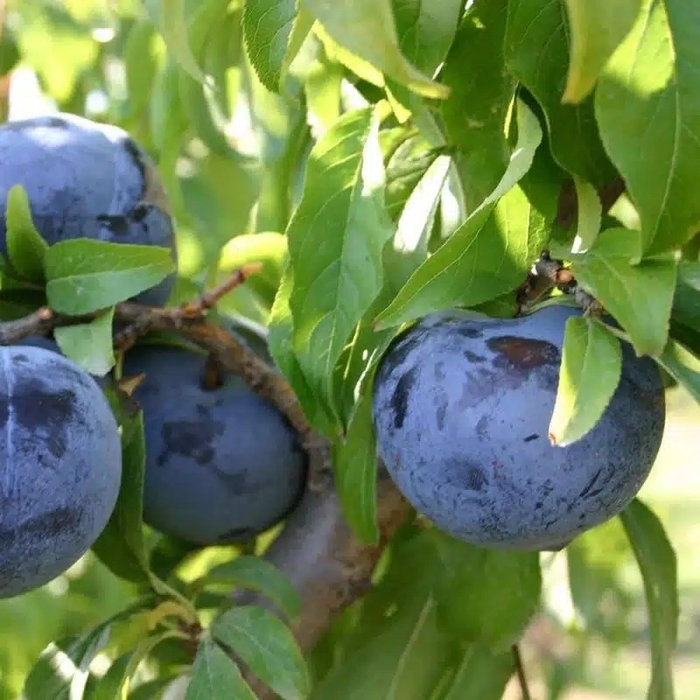 'BlackIce&reg;' Plum - Prunus from EC Browns Nursery