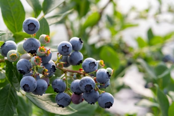 Common Name - Vaccinium corymbosum 'Rubel' from EC Browns Nursery