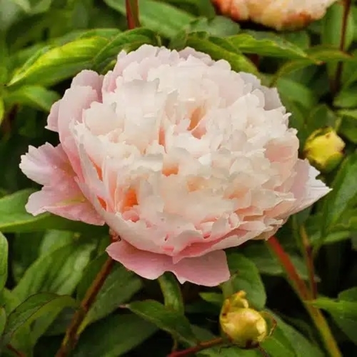Moonstone Peony - Paeonia lactiflora 'Moonstone' from EC Browns Nursery