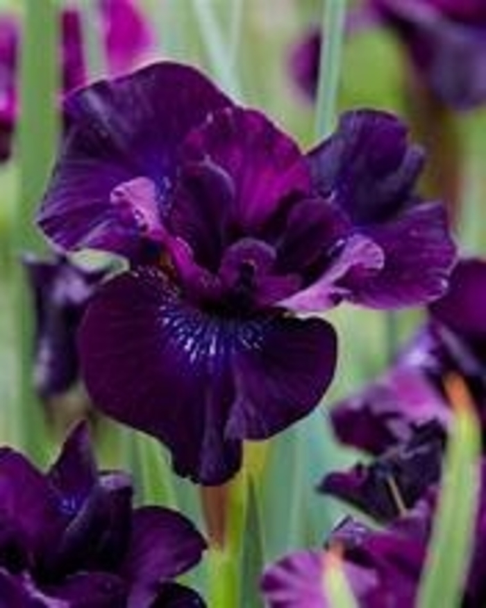 Iris 'Purplelicious' - Iris siberica 'Purplelicious' from EC Browns Nursery