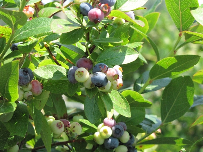 Rancocas Blueberry - Vaccinium corymbosum 'Rancocas' from EC Browns Nursery