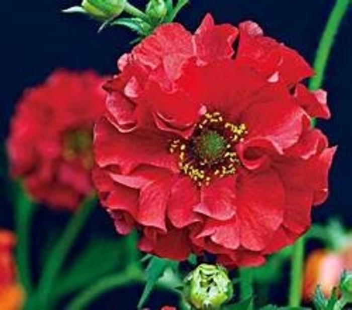'Red Dragon' Avens - Geum from EC Browns Nursery