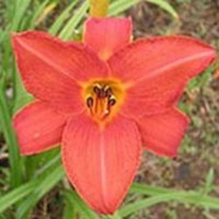 'Turned On' Daylily - Hemerocallis 'Turned On' from EC Browns Nursery