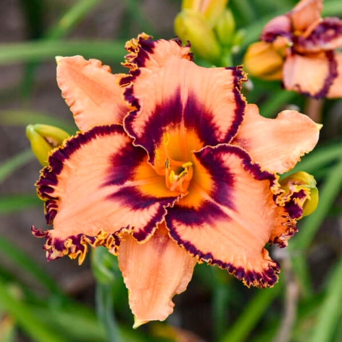 'One Hit Wonder' Daylily - Hemerocallis from EC Browns Nursery