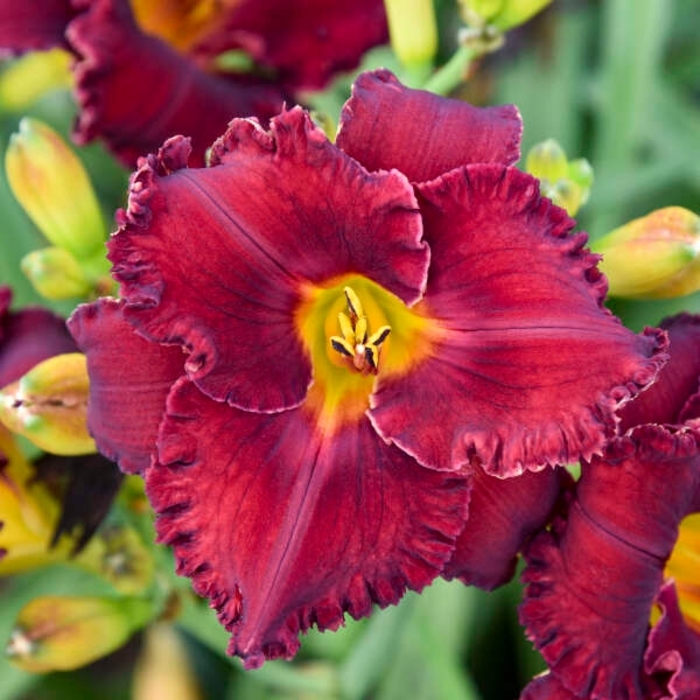 'Gothic Grenadine' Daylily - Hemerocallis from EC Browns Nursery