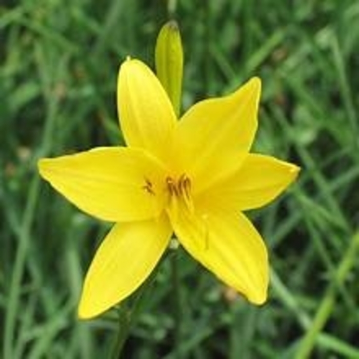Lemon lily - Hemerocallis flava from EC Browns Nursery