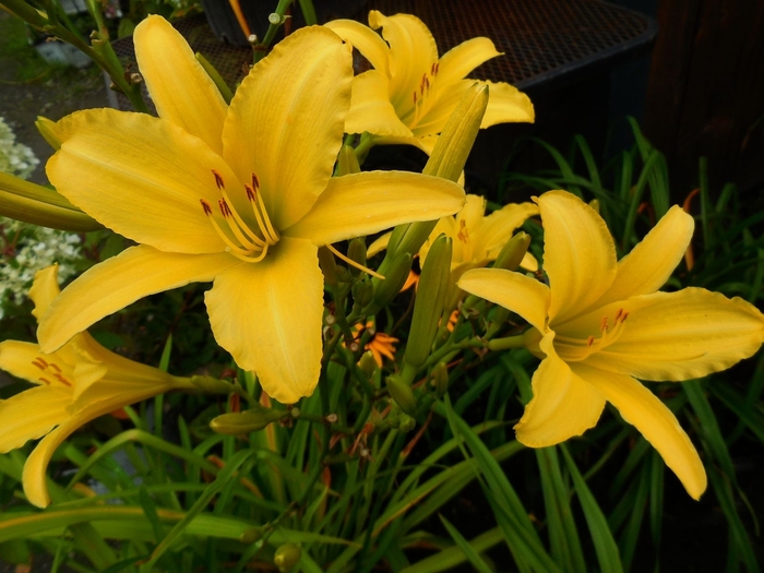 'The Jury's Out' Daylily - Hemerocallis from EC Browns Nursery