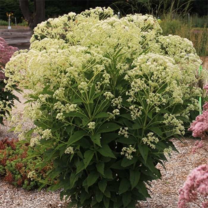 Monarch Madness&reg; White Joe Pye Weed - Eupatorium from EC Browns Nursery
