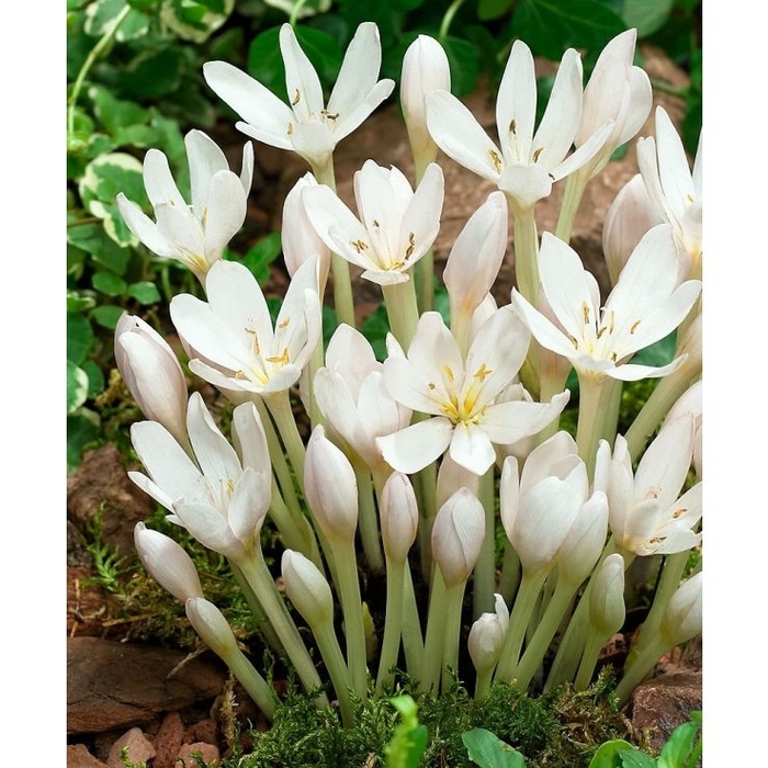 Autumn Crocus - Colchicum autumnale 'album' from EC Browns Nursery