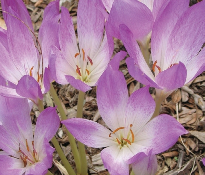 Autumn Crocus - Colchicum giganteum 'The Giant' from EC Browns Nursery