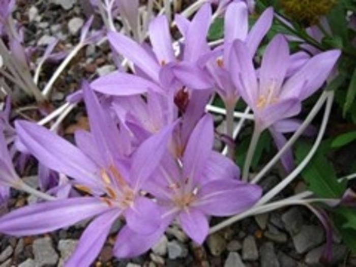 Autumn Crocus - Colchicum cilicicum from EC Browns Nursery